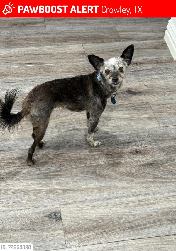 Lost Female Dog last seen Carson Ranch Rd. And Catle Dr, Crowley, TX 76036