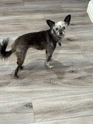 Lost Female Dog last seen Carson Ranch Rd. And Catle Dr, Crowley, TX 76036