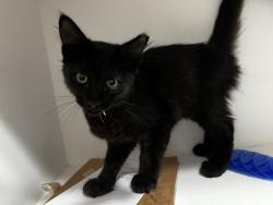 Found/Stray Male Cat last seen Alyene Dr & West Congress St, Lafayette, LA 70506