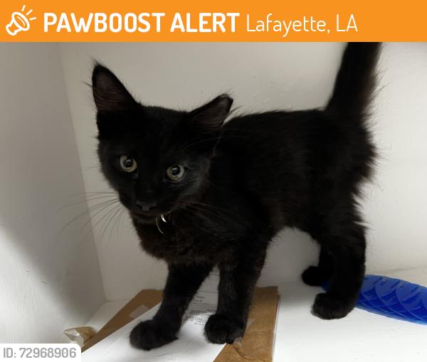 Found/Stray Male Cat last seen Alyene Dr & West Congress St, Lafayette, LA 70506
