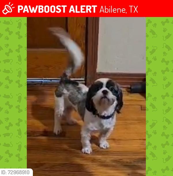 Lost Male Dog last seen N.15th, Abilene, TX 79603