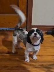 Lost Male Dog last seen N.15th, Abilene, TX 79603