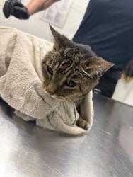 Shelter Stray Female Cat last seen Seattle, WA 98133, Seattle, WA 98119