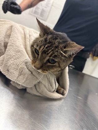 Shelter Stray Female Cat last seen Seattle, WA 98133, Seattle, WA 98119