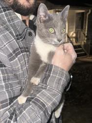 Lost Female Cat last seen Clairmont Terrace NE, Atlanta, GA 30345