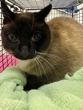 Shelter Stray Female Cat last seen Seattle, WA 98133, Seattle, WA 98119