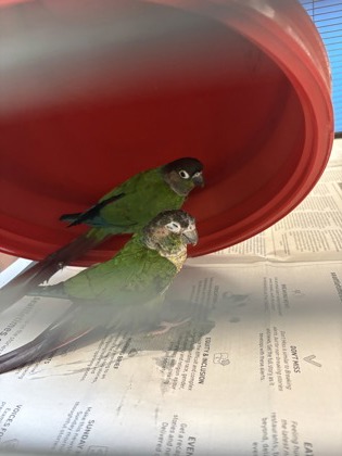 Shelter Stray Unknown Parrot last seen Seattle, WA 98133, Seattle, WA 98119