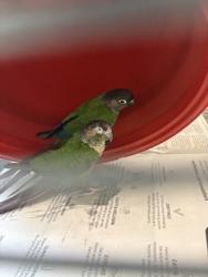 Shelter Stray Unknown Parrot last seen Seattle, WA 98133, Seattle, WA 98119