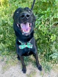 Shelter Stray Male Dog last seen Near E Hoffman, 21231, MD, Baltimore, MD 21230