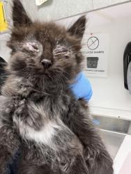 Shelter Stray Female Cat last seen , CA , Oakland, CA 94601