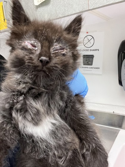Shelter Stray Female Cat last seen , CA , Oakland, CA 94601