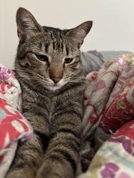 Reunited Male Cat last seen Edgemont St / Cottonwood Ave, Moreno Valley, CA 92553