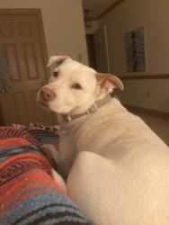 Reunited Female Dog last seen Benvenue, Thomas Betts, Peele Rd. Rocky Mount, NC, Rocky Mount, NC 27804