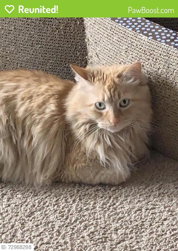 Reunited Female Cat last seen Volutsia and Gilbert , Wichita, KS 67211