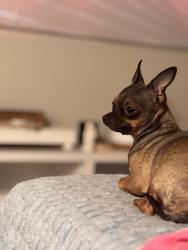 Lost Female Dog last seen Elam, Seabrook, TX 77586
