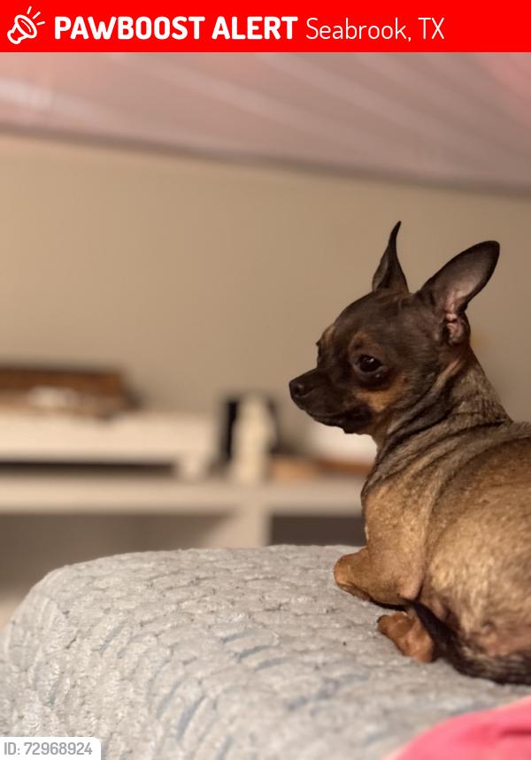 Lost Female Dog last seen Elam, Seabrook, TX 77586