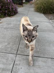 Found/Stray Unknown Cat last seen Near 38th avenue, Oakland, Ca, Oakland, CA 94601