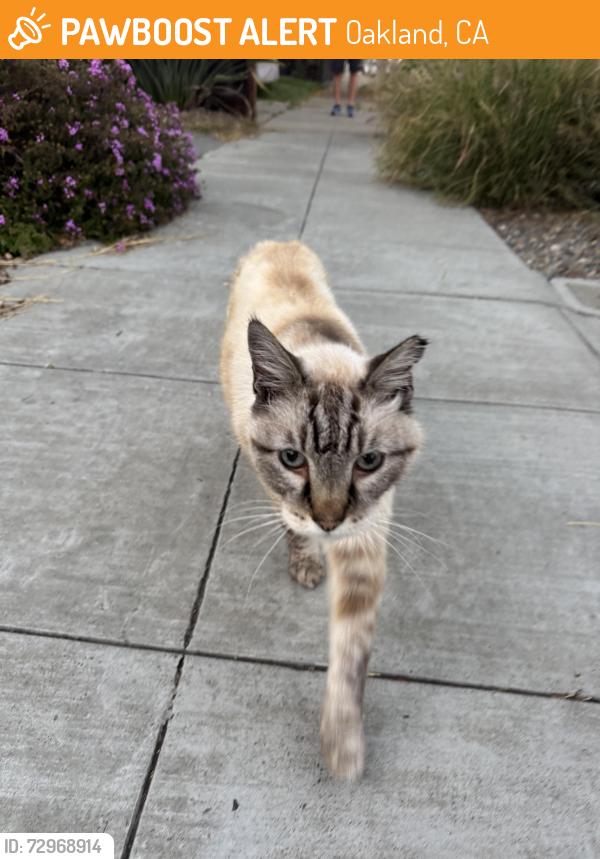 Found/Stray Unknown Cat last seen Near 38th avenue, Oakland, Ca, Oakland, CA 94601