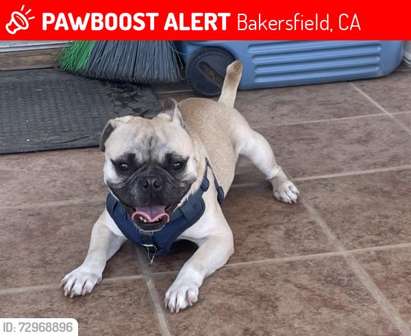 Lost Male Dog last seen Robinson st, Bakersfield, CA 93307
