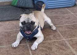 Lost Male Dog last seen Robinson st, Bakersfield, CA 93307