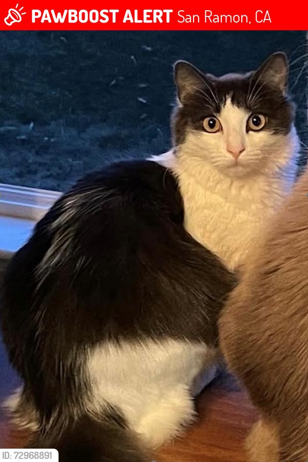 Lost Female Cat last seen Nicholas & Star Jasmine, San Ramon, CA 94582
