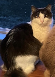 Lost Female Cat last seen Nicholas & Star Jasmine, San Ramon, CA 94582