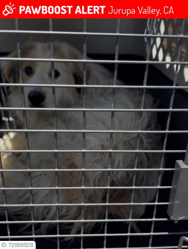 Lost Female Dog last seen Near moon place Jurupa valley 91752, Jurupa Valley, CA 91752