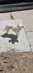 Lost Female Dog last seen Rock and sullivan, Sparks, NV 89431