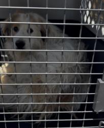 Lost Female Dog last seen Near moon place Jurupa valley 91752, Jurupa Valley, CA 91752
