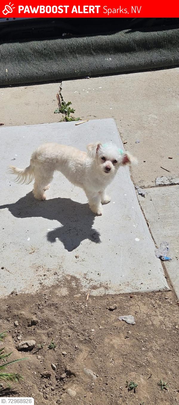 Lost Female Dog last seen Rock and sullivan, Sparks, NV 89431