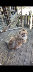 Lost Male Dog last seen Harding & 19th, Chicago, IL 60623