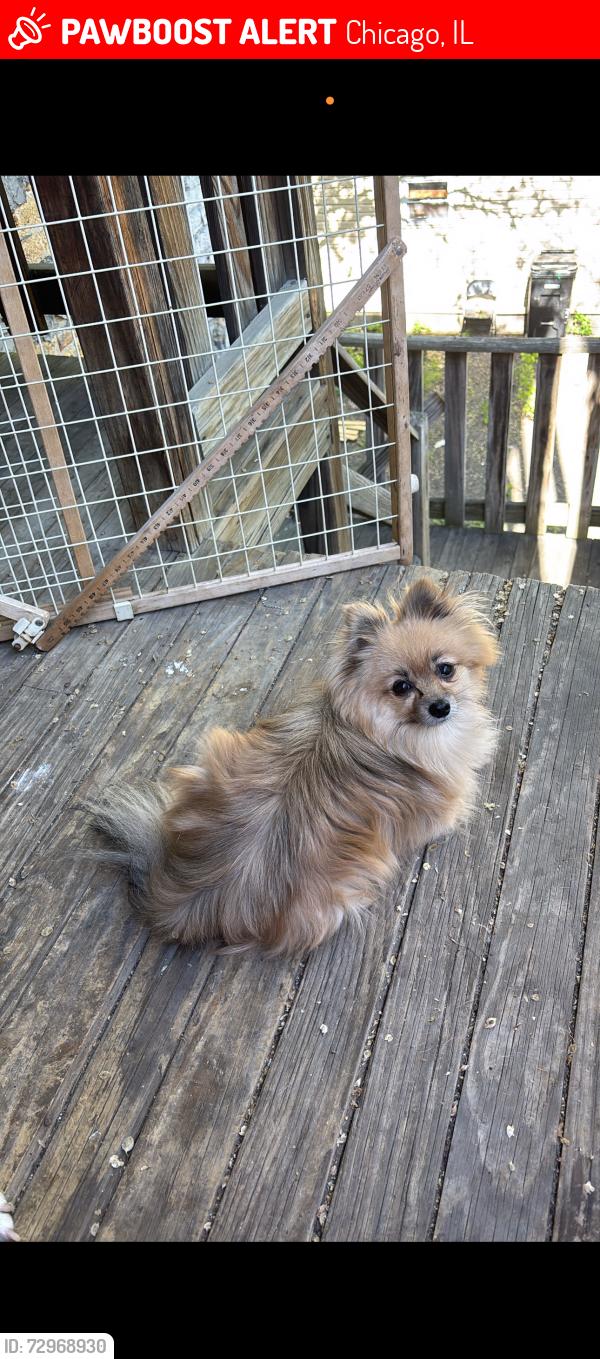Lost Male Dog last seen Harding & 19th, Chicago, IL 60623