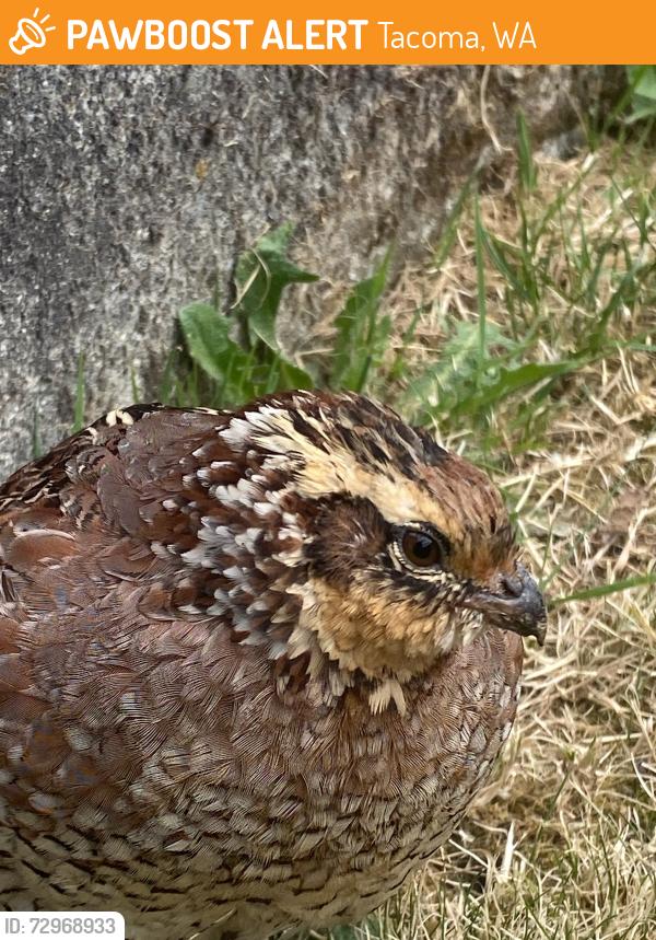 Found/Stray Unknown Bird last seen 70th and E D Street , Tacoma, WA 98402