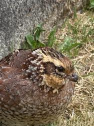 Found/Stray Unknown Bird last seen 70th and E D Street , Tacoma, WA 98402