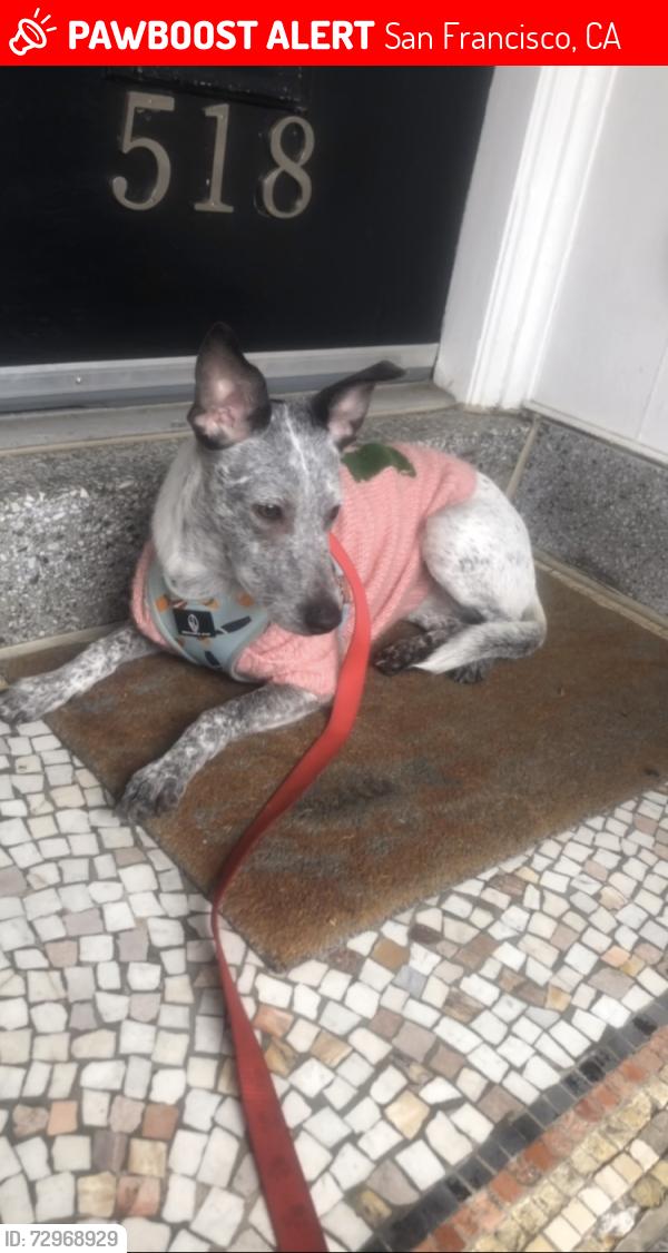 Lost Female Dog last seen Dolores park , San Francisco, CA 94114