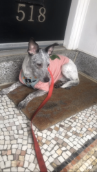 Lost Female Dog last seen Dolores park , San Francisco, CA 94114