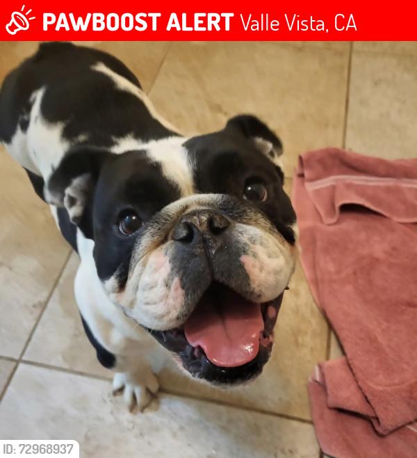 Lost Female Dog last seen Howard , Valle Vista, CA 92544