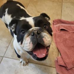 Lost Female Dog last seen Howard , Valle Vista, CA 92544