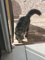 Lost Male Cat last seen Chipita park rd cascade, Cascade-Chipita Park, CO 80809