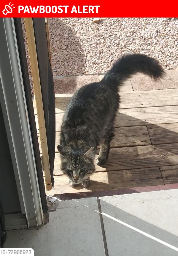 Lost Male Cat last seen Chipita park rd cascade, Cascade-Chipita Park, CO 80809