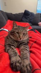 Lost Male Cat last seen Brandi way and Glengrove, Central Point, OR 97502