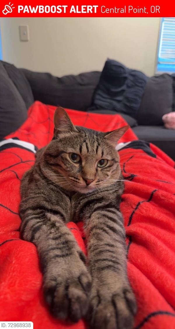 Lost Male Cat last seen Brandi way and Glengrove, Central Point, OR 97502