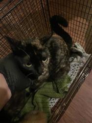 Shelter Stray Unknown Cat last seen United States, Austin, TX 78702