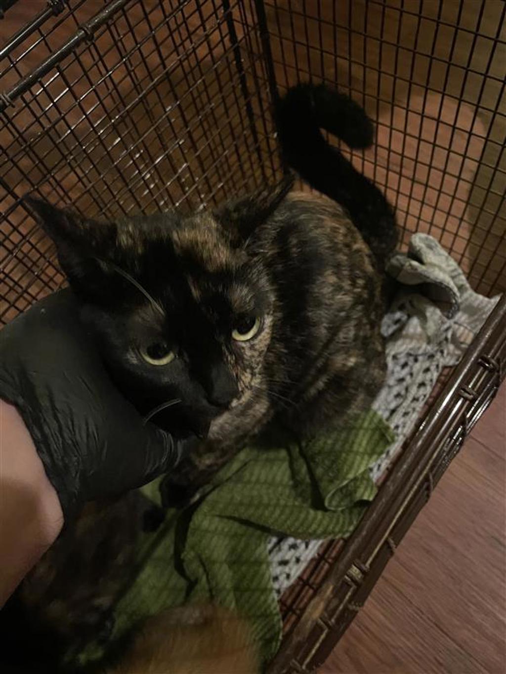 Shelter Stray Unknown Cat last seen United States, Austin, TX 78702