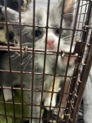 Shelter Stray Unknown Cat last seen TX, Austin, TX 78702