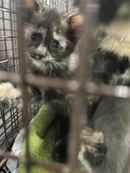Shelter Stray Unknown Cat last seen United States, Austin, TX 78702