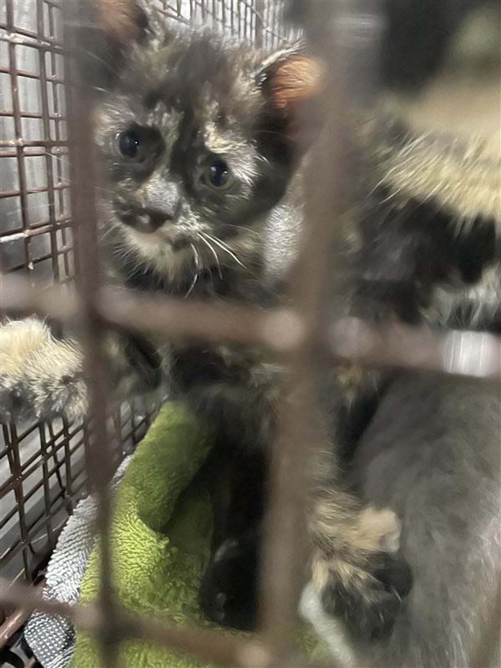 Shelter Stray Unknown Cat last seen United States, Austin, TX 78702