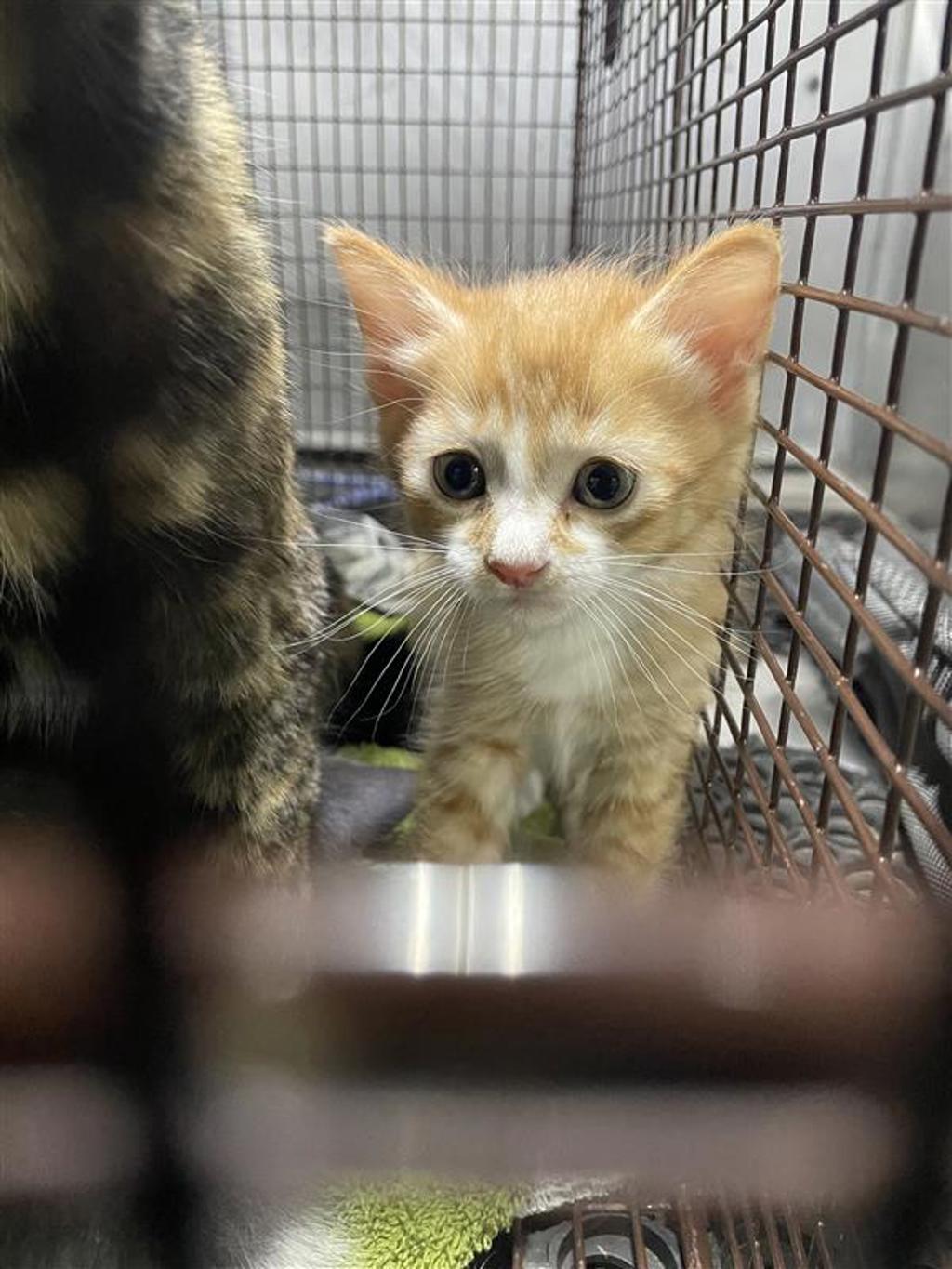 Shelter Stray Unknown Cat last seen TX, Austin, TX 78702