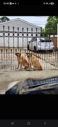 Reunited Male Dog last seen Craig or elmwood, Metairie, LA 70003