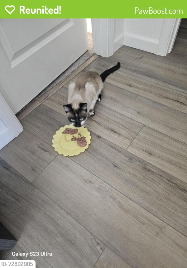 Reunited Female Cat last seen Kings river dr, Sparks, NV 89441